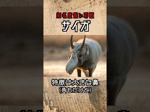 サイガアンテロープが復活