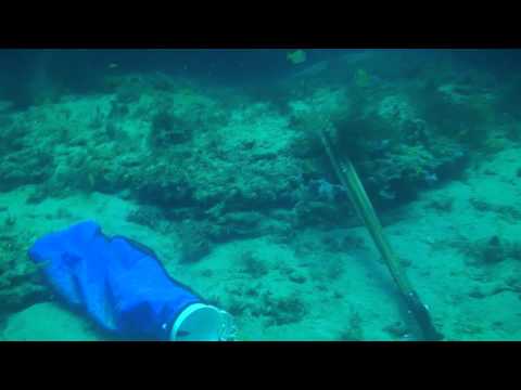 Tunnels Reef Sharks 7 16 11