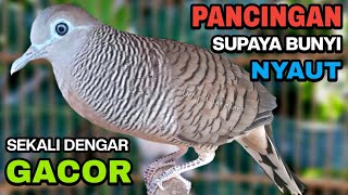 Download lagu Perkutut Lokal Gacor Suara Besar Pancingan Burung Perkutut Agar Cepat Bunyi. mp3 Download lagu Perkutut Lokal Gacor Suara Besar Pancingan Burung Perkutut Agar Cepat Bunyi. mp3