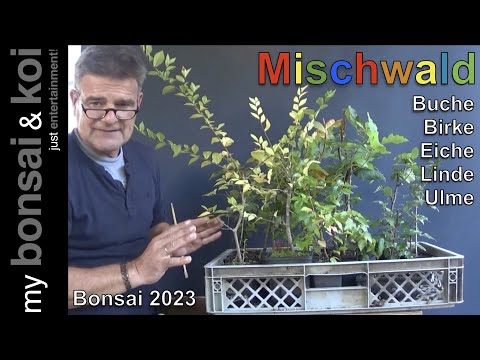 Bonsai 2023-46 - Buche, Birke, Eiche, Linde und Ulme - Großprojekt Mischwald