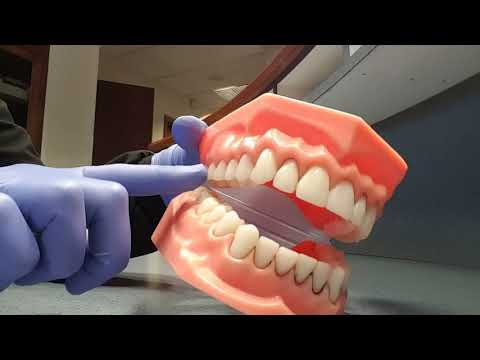 Learn about molars