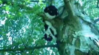 Take a Walk on the Wild Side