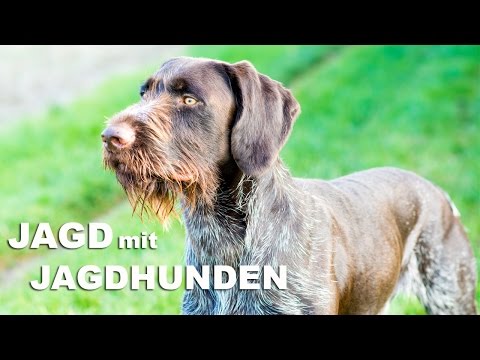 Jagdhunde - JAGD TOTAL