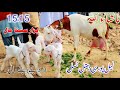 lalpuri ablak bakriyan t3,3 bacche Dene Wali |Maliking goat |Goat kids for sale at Yaseen Bakra Farm