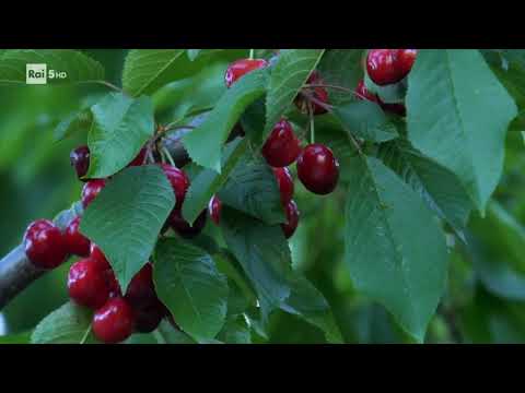 Wild Italy  Antiche Foreste