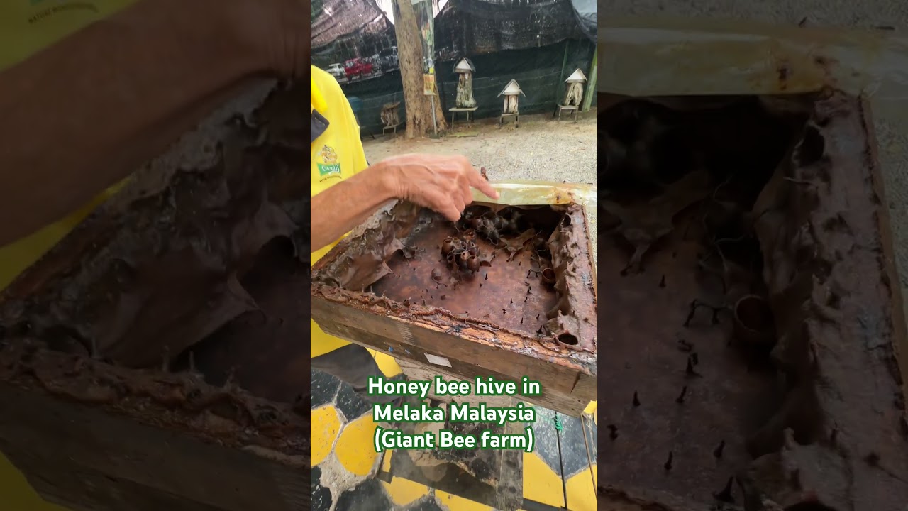 YouTube Short thumbnail