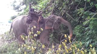 preview picture of video 'Il s'endort sur un Éléphants'