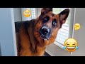 I Dare You Not To LAUGH At These FUNNY DOGS Best Funny Animals Videos 2025 83
