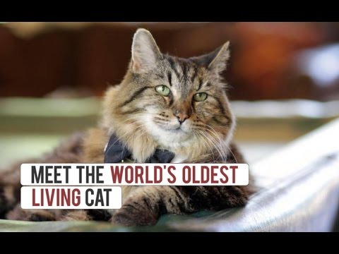 Meet The World’s Oldest Cat Aged 26