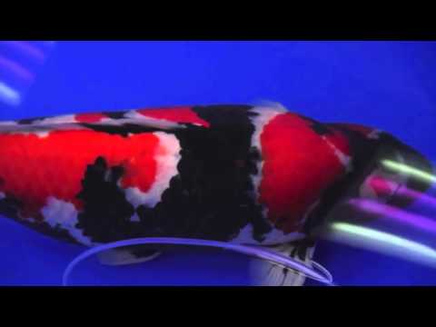 Grand Champion of All japan koi show 2012