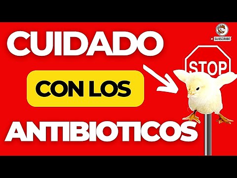 , title : '🔥NO USE ASÍ LOS ANTIBIÓTICOS EN LOS POLLOS DE ENGORDE🙏🏾 CUAL ES EL MEJOR ANTIBIÓTICO PARA AVES😎'