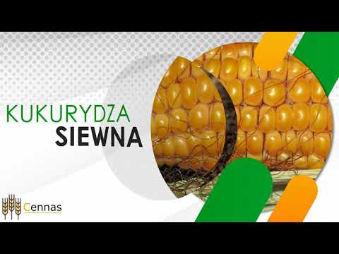 Zobacz filmy, Cennas sp. z o.o., Grajewo