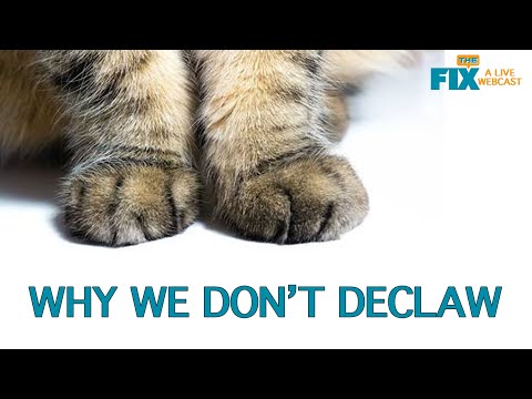 The Fix: Why You Should Never Declaw Your Cat