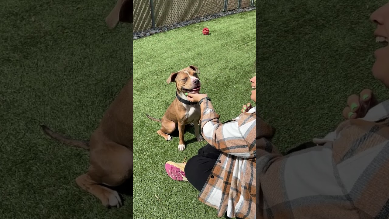 Meet COCOA - fun young sweet petite young girl - only 10 months old, a ADOPTABLE American Staffordshire Terrier in Clifton, NJ video 6/6