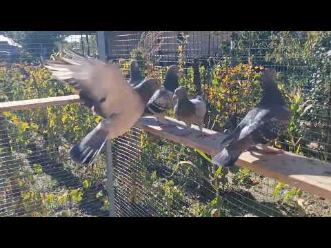 Presentation of racing pigeons plus the new aviary