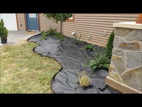 image-Can you put rocks around hostas?