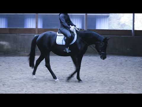 Enya, 4j Trak.Stute von Schwarzgold