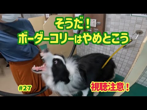 ボーダーコリー – 4本足のアインシュタイン