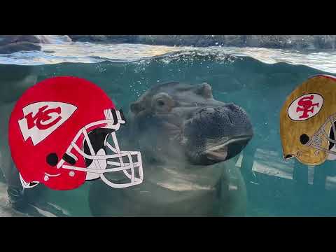 Fiona and Fritz make Their SuperB owl Picks - Cincinnati Zoo