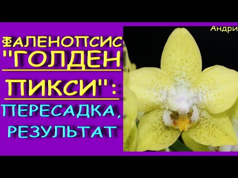 ПЕРЕСАДКА орхидеи с ГНИЛЫМИ корнями,РЕЗУЛЬТАТ.Phal. Golden Pixie (фаленопсис"Голден Пикси").