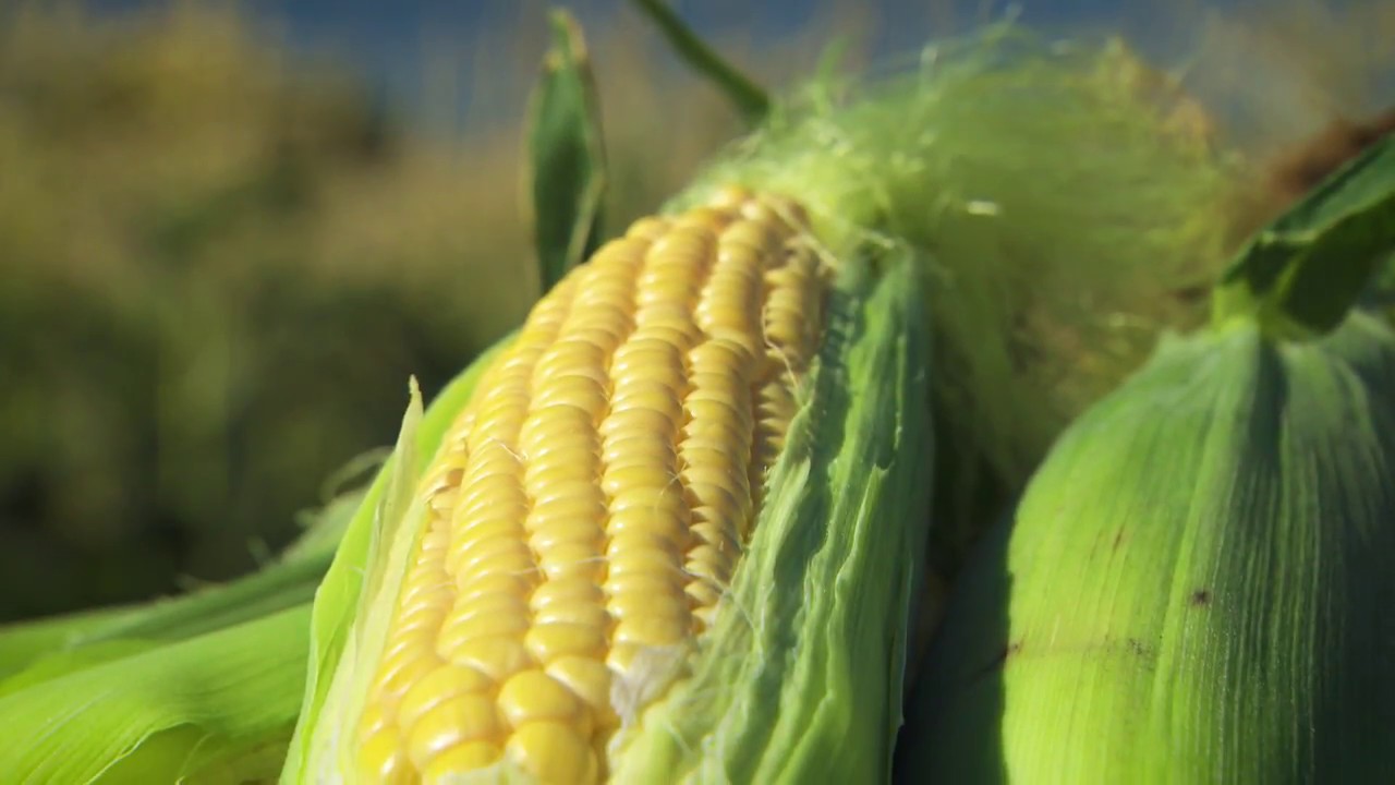 Where is corn mostly grown in Australia? – EN General