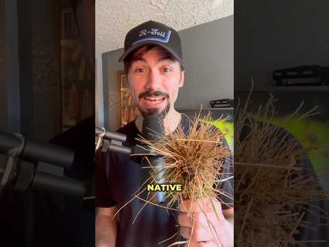 Wild vs. Commercial AMF: Which Mycorrhizal Fungi Wins?