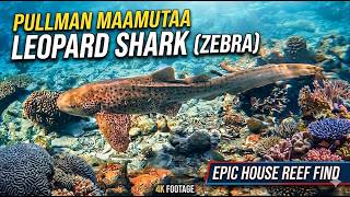 Rare LEOPARD SHARKS &amp;amp; Pristine Corals! 🦈 Pullman Maldives House Reef