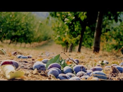 Hrvatska stara Badel šljivovica