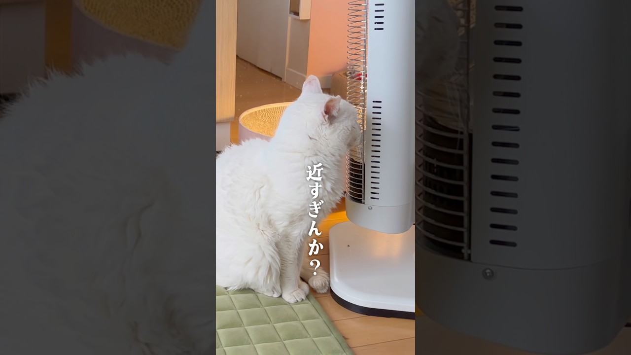 雪の日、猫たちの過ごし方が違いすぎた。