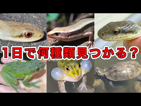 爬虫類と両生類の違い