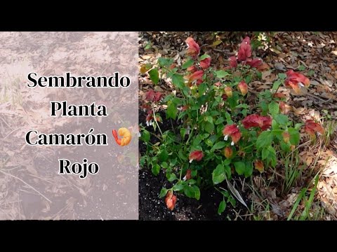 , title : 'Sembrando Planta Camarón 🍤 Rojo | Red Shrimp Plant | Justicia brandegeana'