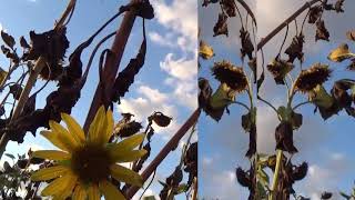 Someday, Mark Knopfler, Eric  Clapton, twofold, JJ Cale tribute