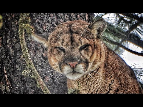 Big Mature Tom @ 20 Feet! | Mountain Lion Hunt