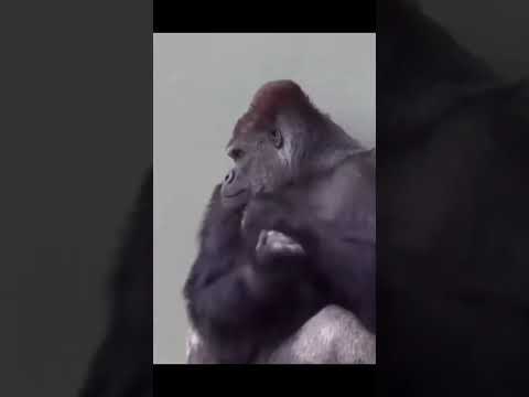 Dancing animals #cute