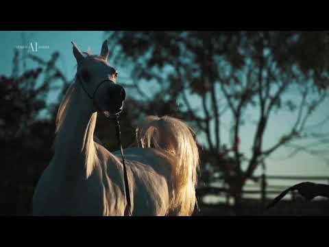 HARAS CRUZEIRO OPEN HOUSE 2019