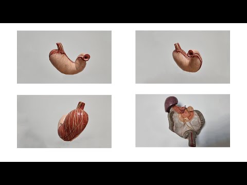 Arteries of the digestive canal- 2. part