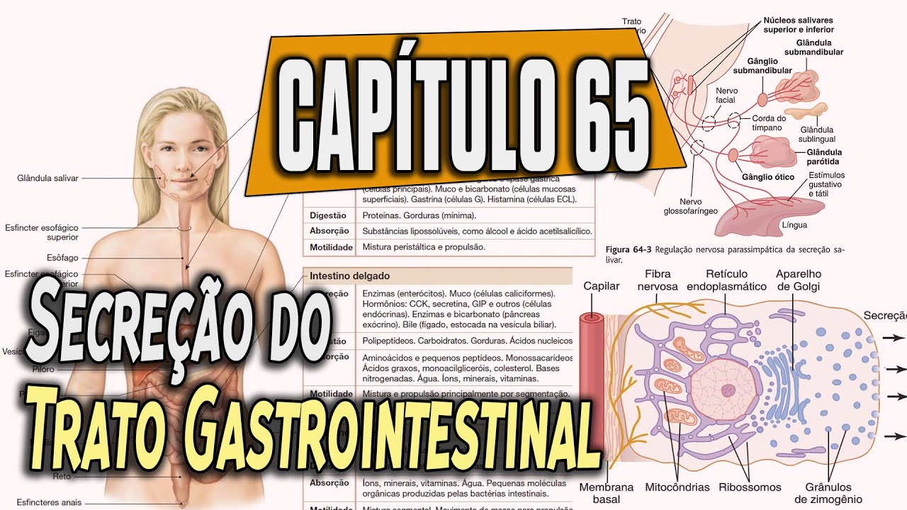 Fisiologia - Funções Secretoras do Trato Alimentar (Capítulo 65) PARTE 1│ GUYTON