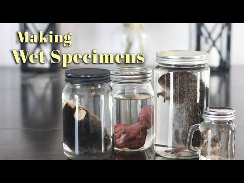 Making Wet Specimens