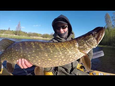 Piet got his record pike with the regular fly rod - Pike - Gädda - Snoek - Hecht - Luccio - Brochet