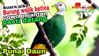 Download lagu SUARA PIKAT BURUNG WALIK BETINA PUNAI DAUN COWO PEJANTAN PASTI DATANG mp3