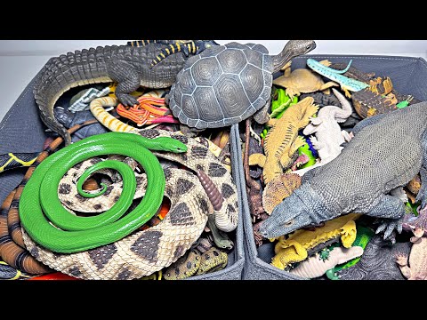 Reptiliensammlung - Krokodile, Alligatoren, Schlangen, Leguane, Komodowarane, Meeresschildkröten,...