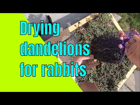 YouTube video about: Can rabbits eat dried cranberries?