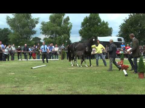 Sudweyher Fohlenschau 2014 - Kat.-Nr. 37