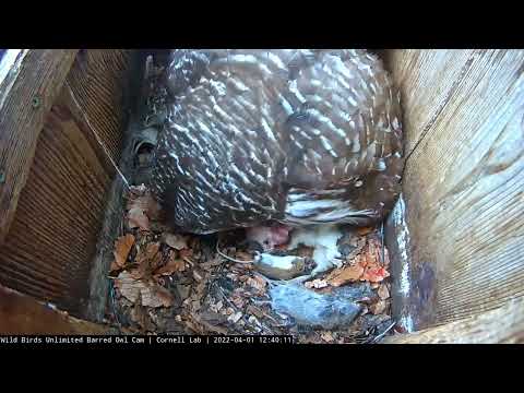 Egg #1 Hatches! First Peek At Owlet | WBU Barred Owl Cam – April 1, 2022