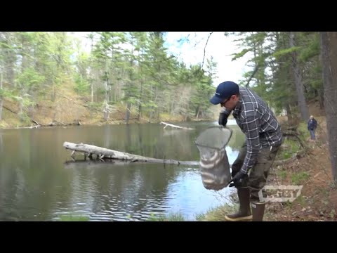 Trout Stocking Ma