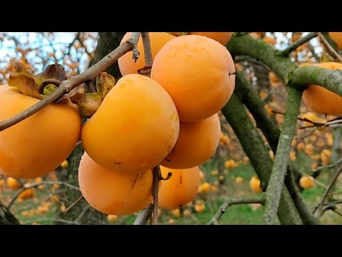 😍Persimmon harvesting Products of Turkish farmers#world #fruit