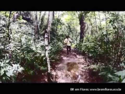 BRemFlores - Chapada dos Veadeiros