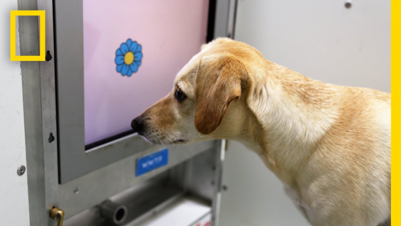Brain Games for Old Dogs Could Improve Their Mental Health | National Geographic
