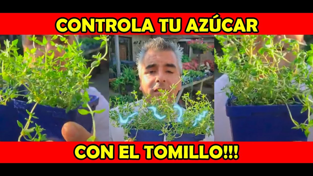 Planta para combatir el AZÚCAR EN LA SANGRE!!!💉😱