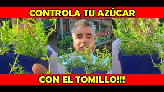 Planta para combatir el AZÚCAR EN LA SANGRE!!!💉😱
